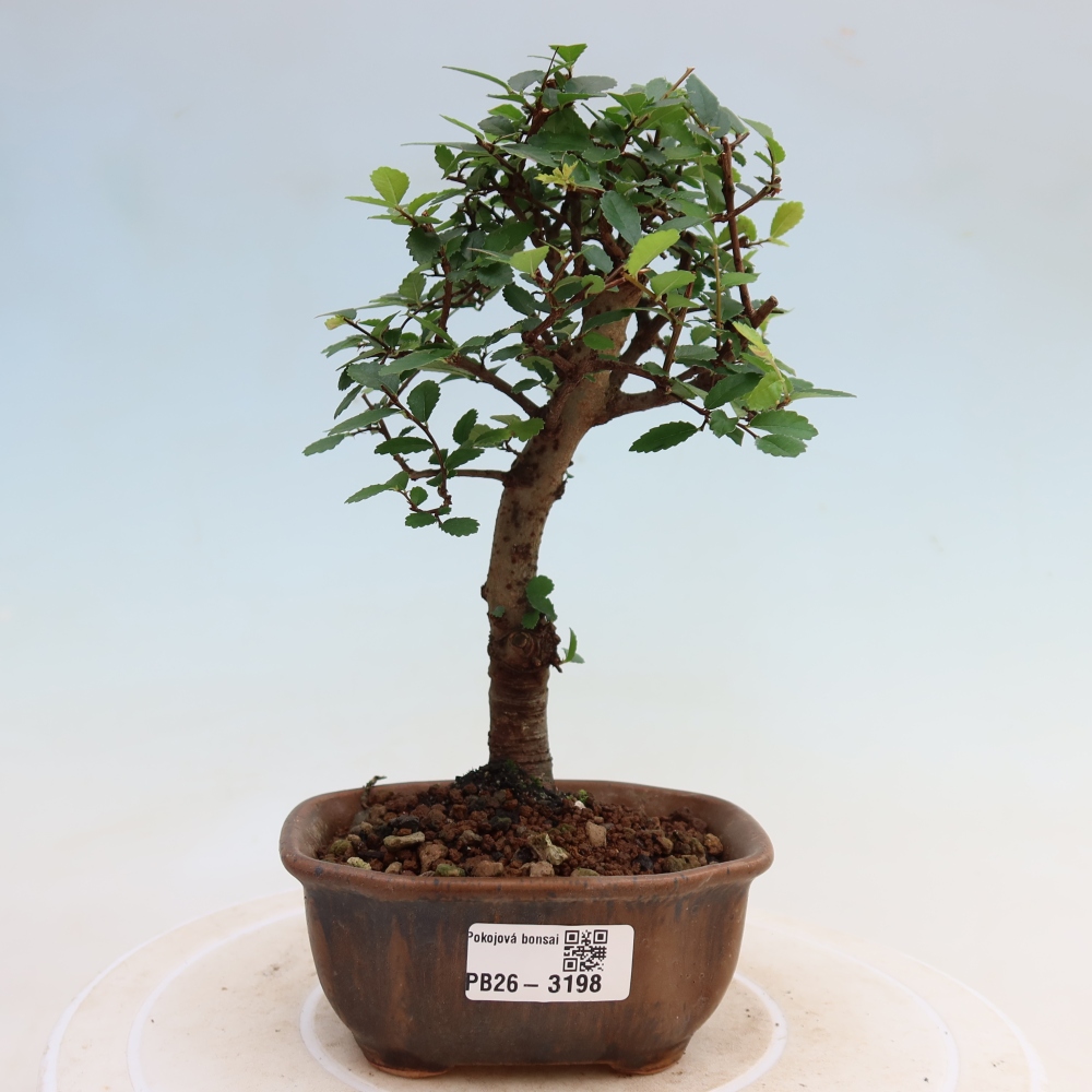 Pokojová bonsai - Ulmus parvifolia - Malolistý jilm