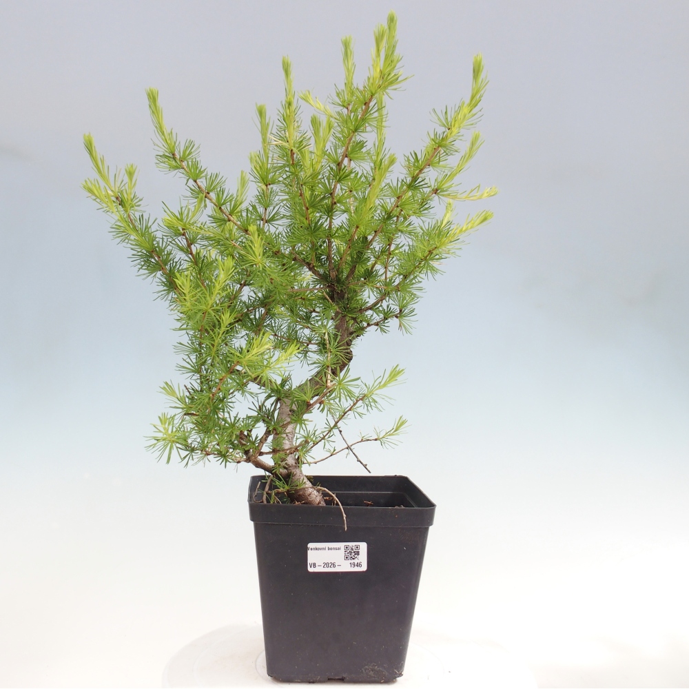 Venkovní bonsai -Larix decidua - Modřín opadavý 