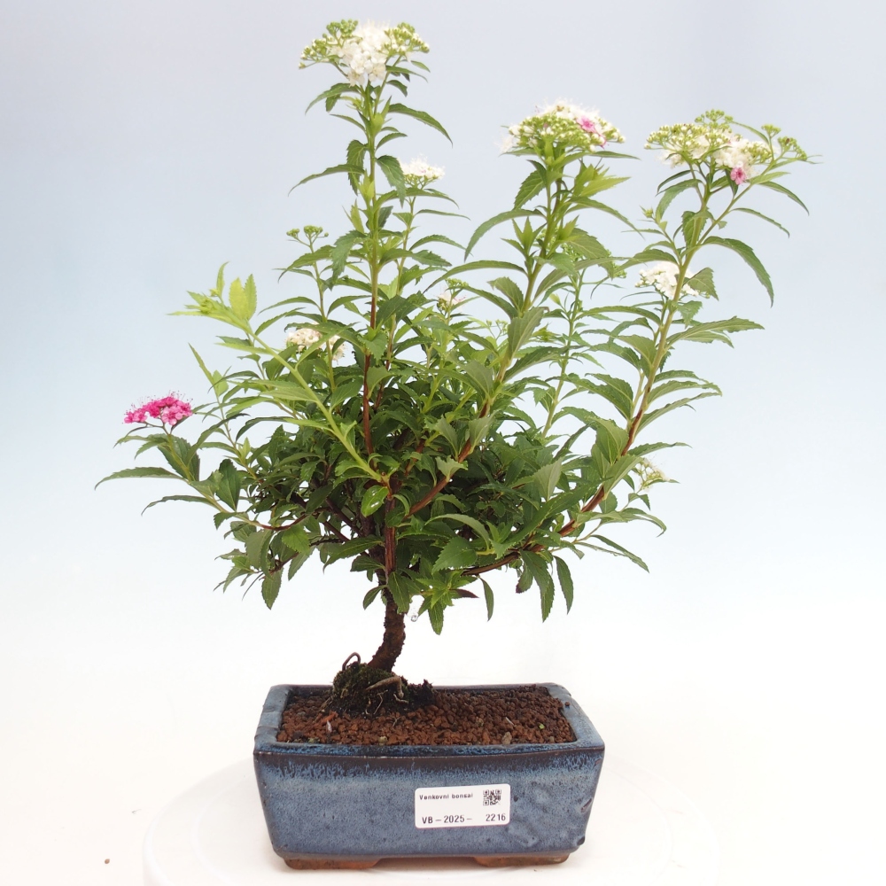 Venkovní bonsai -malolistý tavolník - Spirea japonica GENPSI
