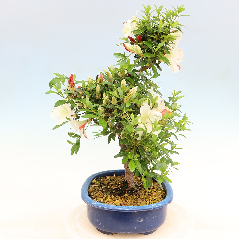 Venkovní bonsai - Japonská azalka - Azalea Asahi-no-izumi