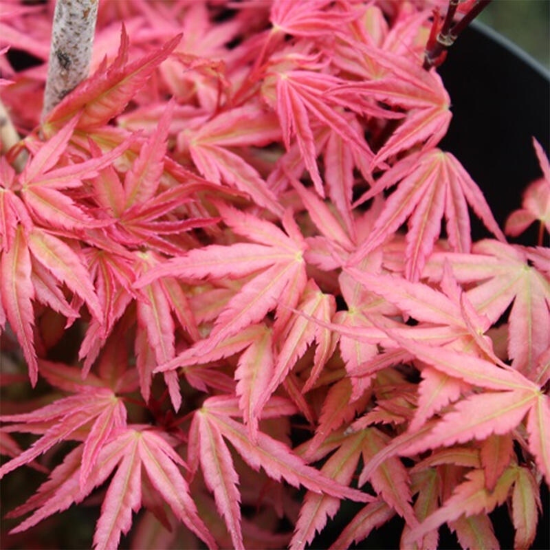 Javor dlanitolistý - Acer palmatum Beni Tsukasa