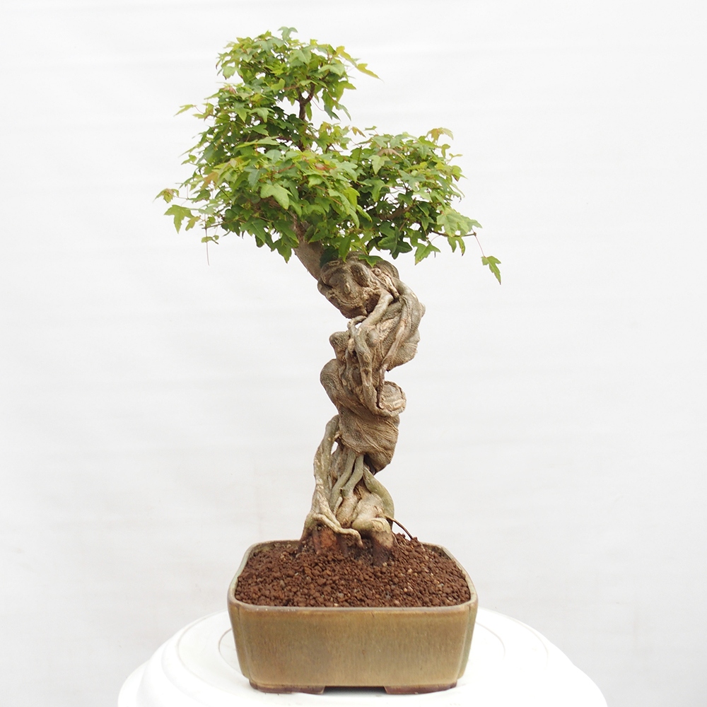 Venkovní bonsai - Acer Buergerianum - Javor Burgerův