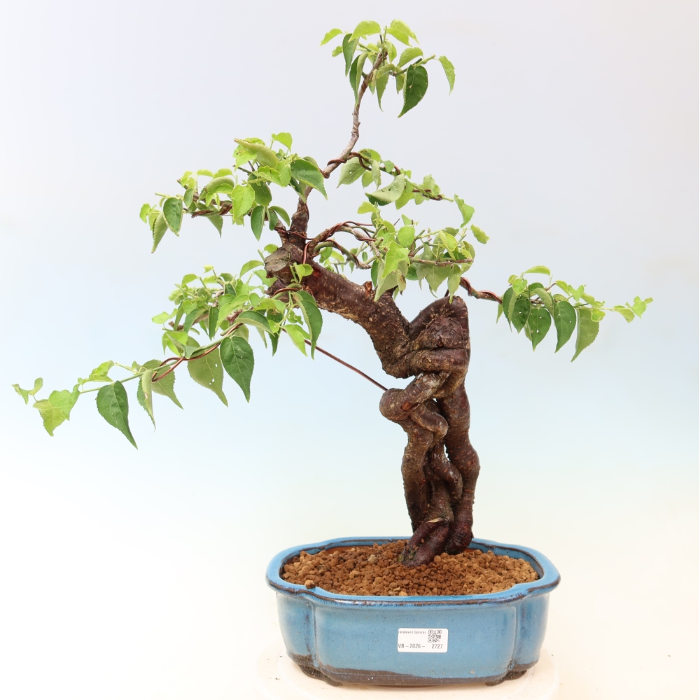Venkovní bonsai -Japonská meruňka - Prunus Mume