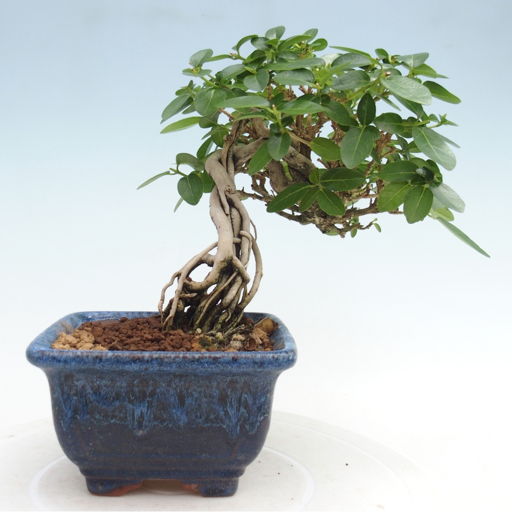Pokojová bonsai - Premna serratifolia  - Kozlovoň malolistá