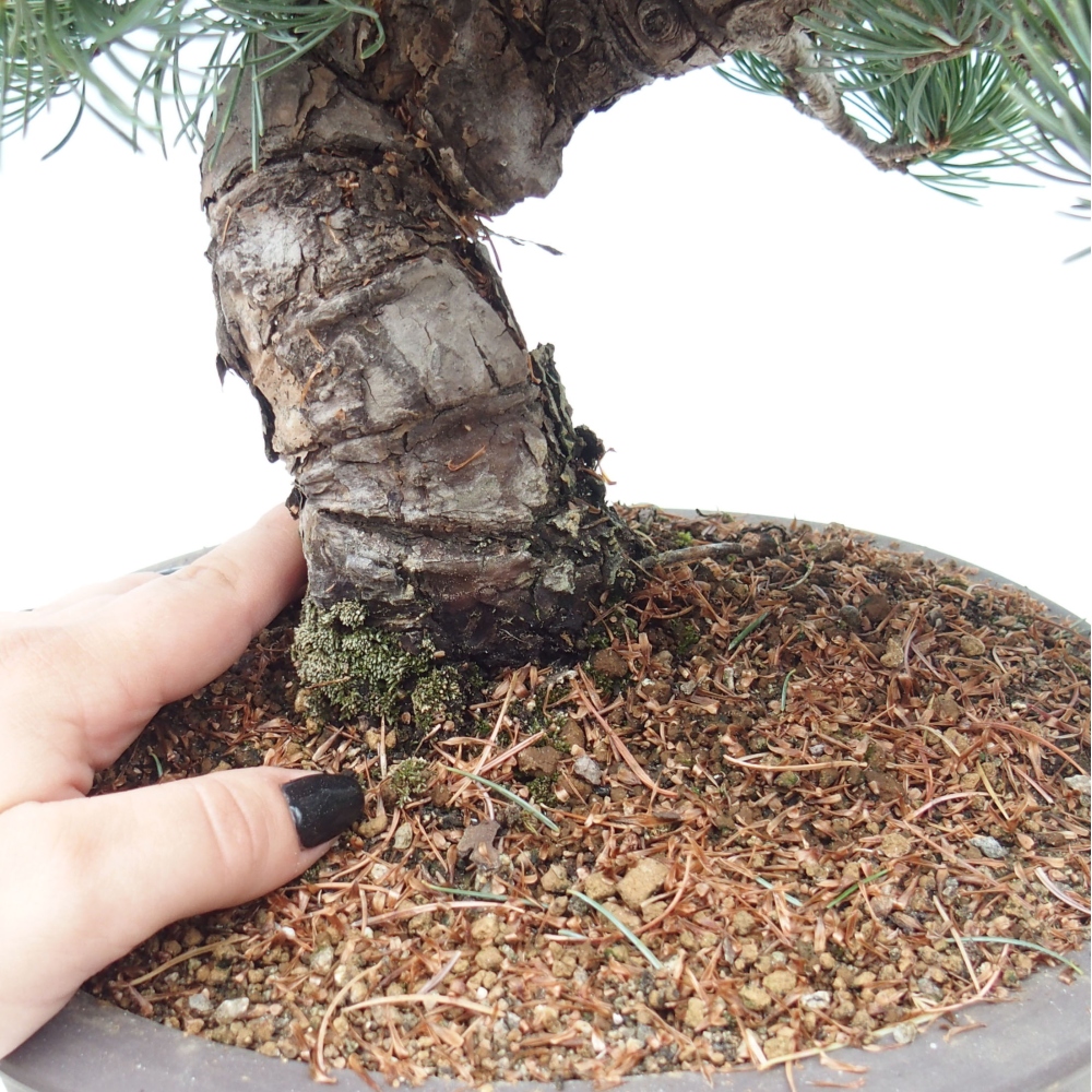 Venkovní bonsai - Pinus parviflora - Borovice drobnokvětá