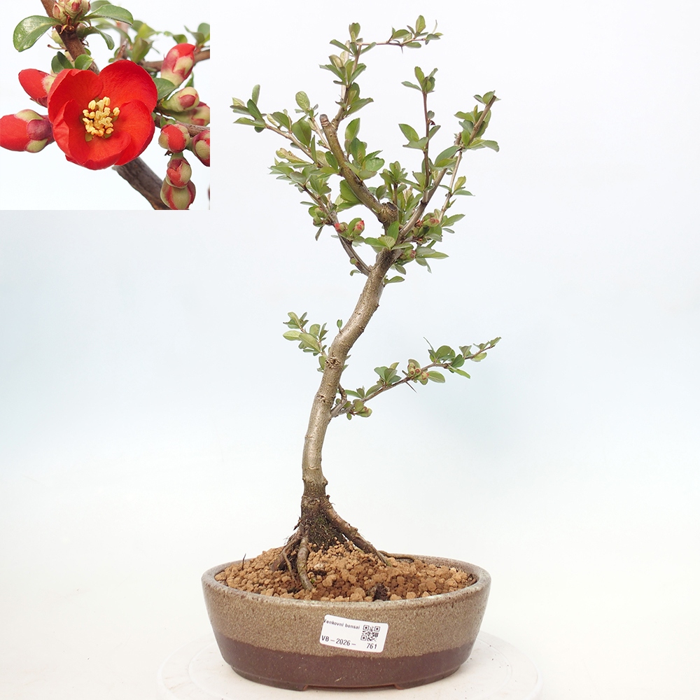 Venkovní bonsai - Chaneomeles sup. Nicoline - kdoulovec