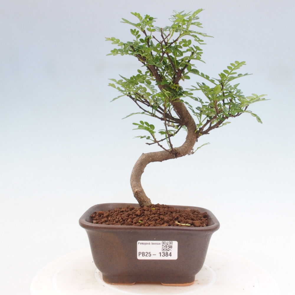 Pokojová bonsai - Zantoxylum piperitum - pepřovník