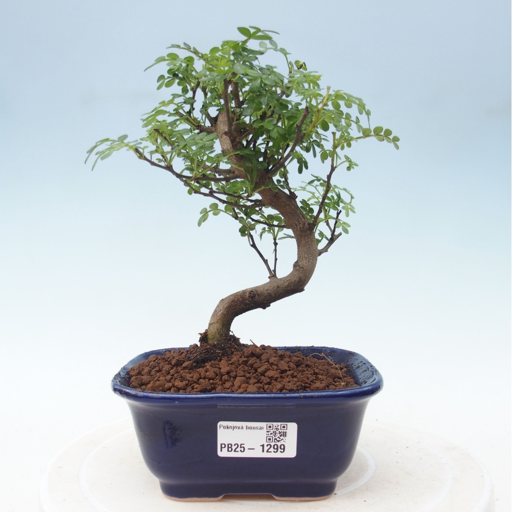 Pokojová bonsai - Zantoxylum piperitum - pepřovník