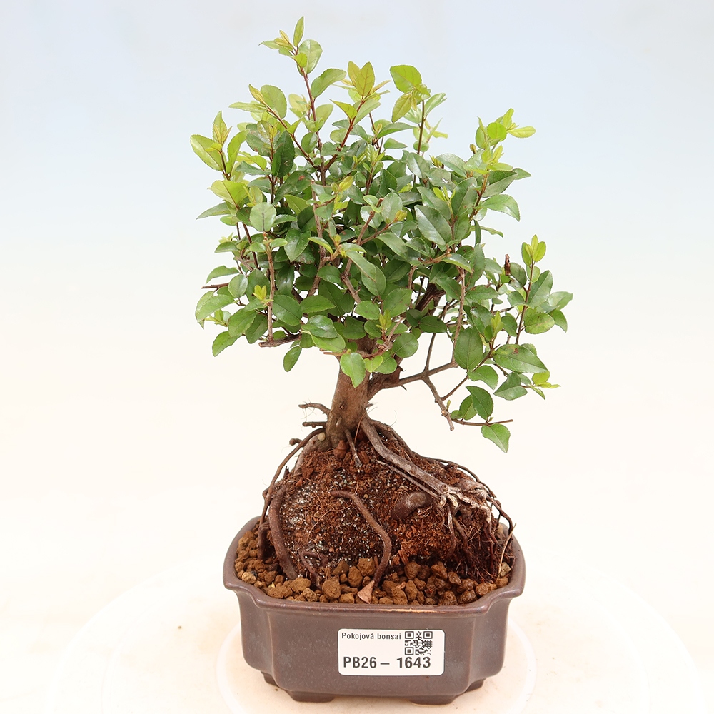 Pokojová bonsai - Sagerécie thea - Sagerécie thea