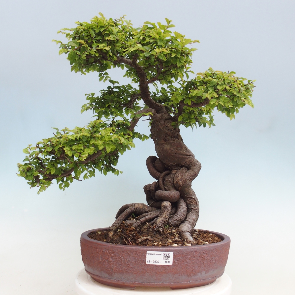 Venkovní bonsai - Ulmus parvifolia Hokkaido - jilm Čínský