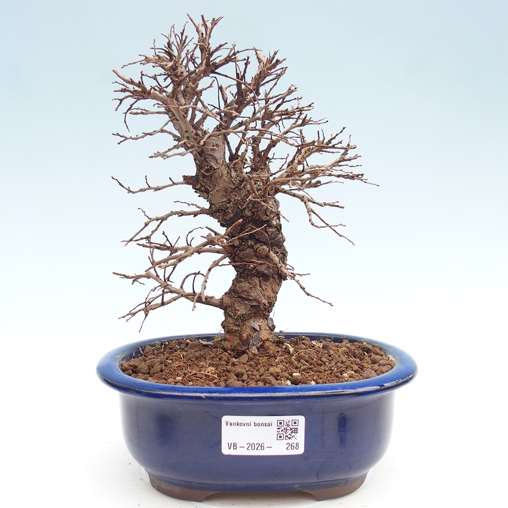 Venkovní bonsai - Zelkova - Zelkova NIRE