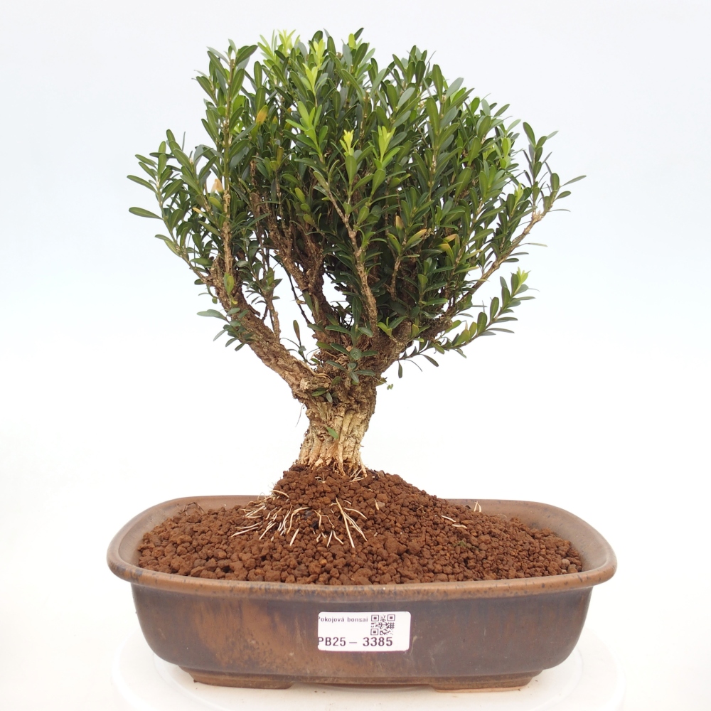 Pokojová bonsai - Buxus harlandii -korkový buxus