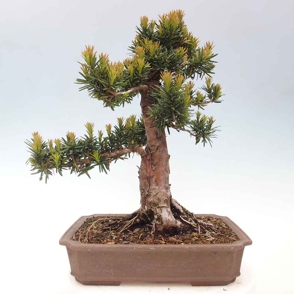 Venkovní bonsai - Taxus cuspidata  - Tis japonský