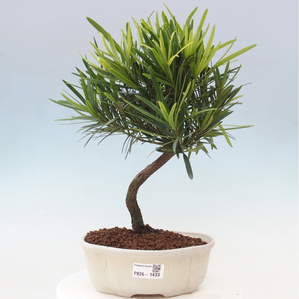 Pokojová bonsai - Podocarpus - Kamenný tis
