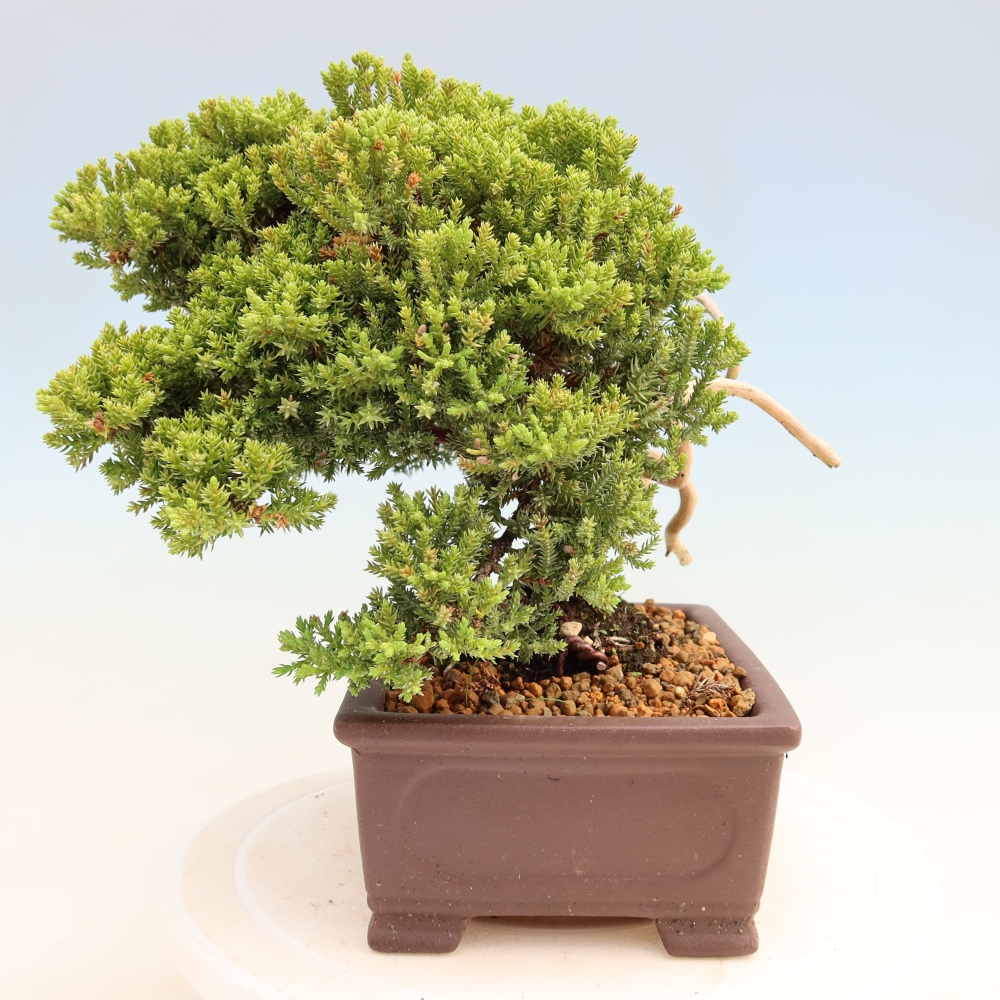 Venkovní bonsai - Juniperus procumbens - Jalovec polehavý