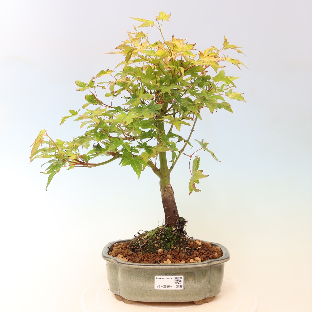 Acer palmatum Aureum - Javor dlanitolistý zlatý