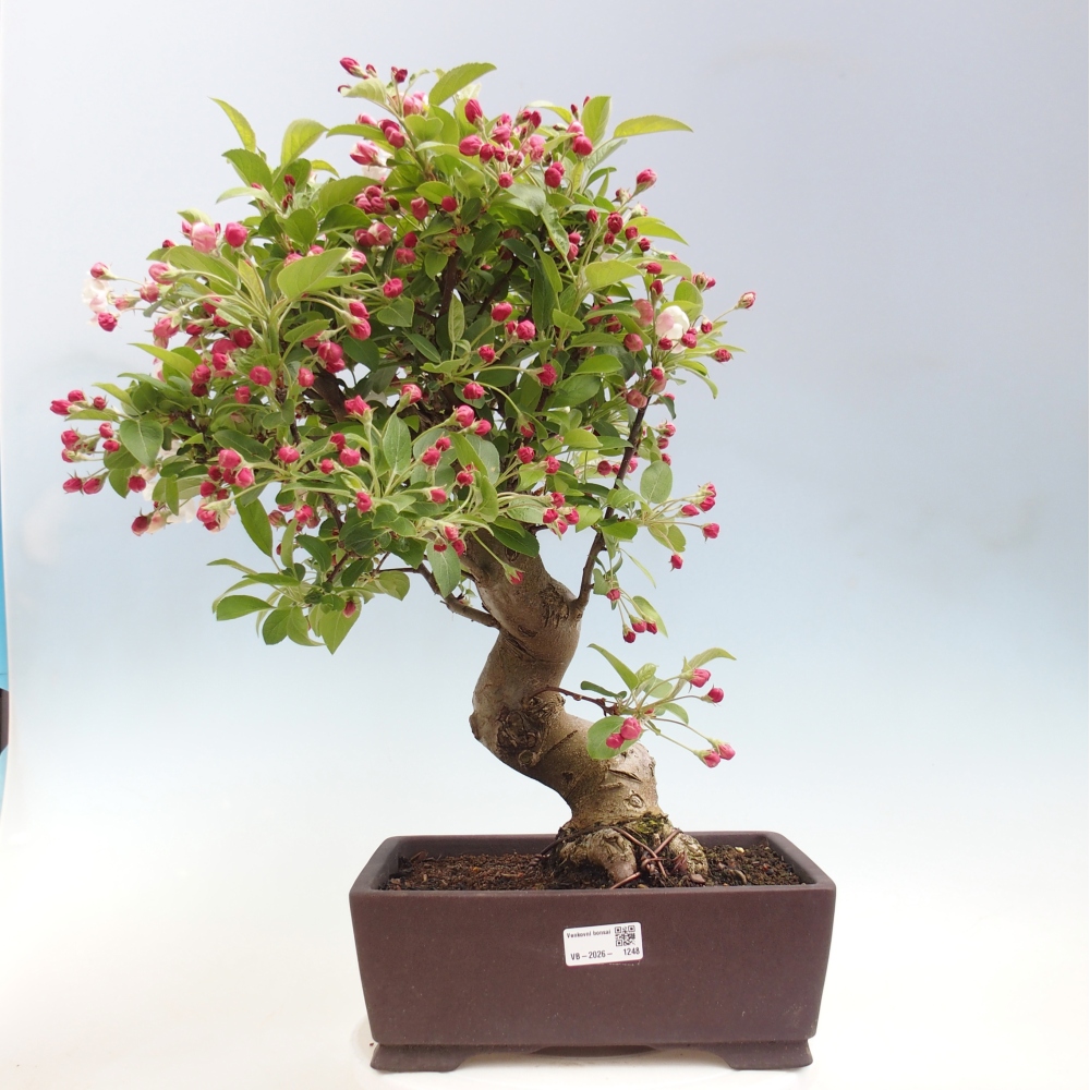 Venkovní bonsai -Malus halliana - Maloplodá jabloň