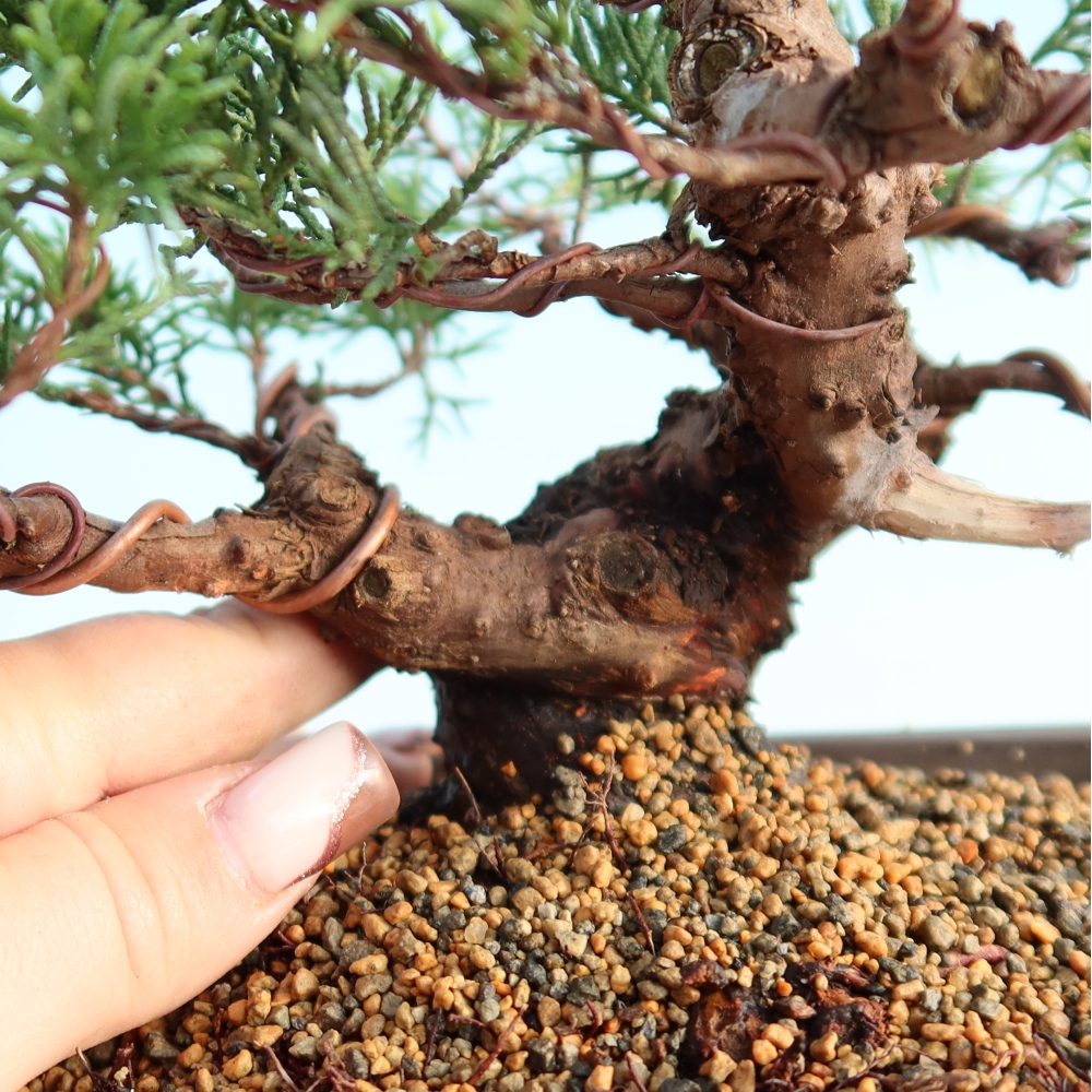 Venkovní bonsai - Juniperus chinensis Itoigawa -Jalovec čínský