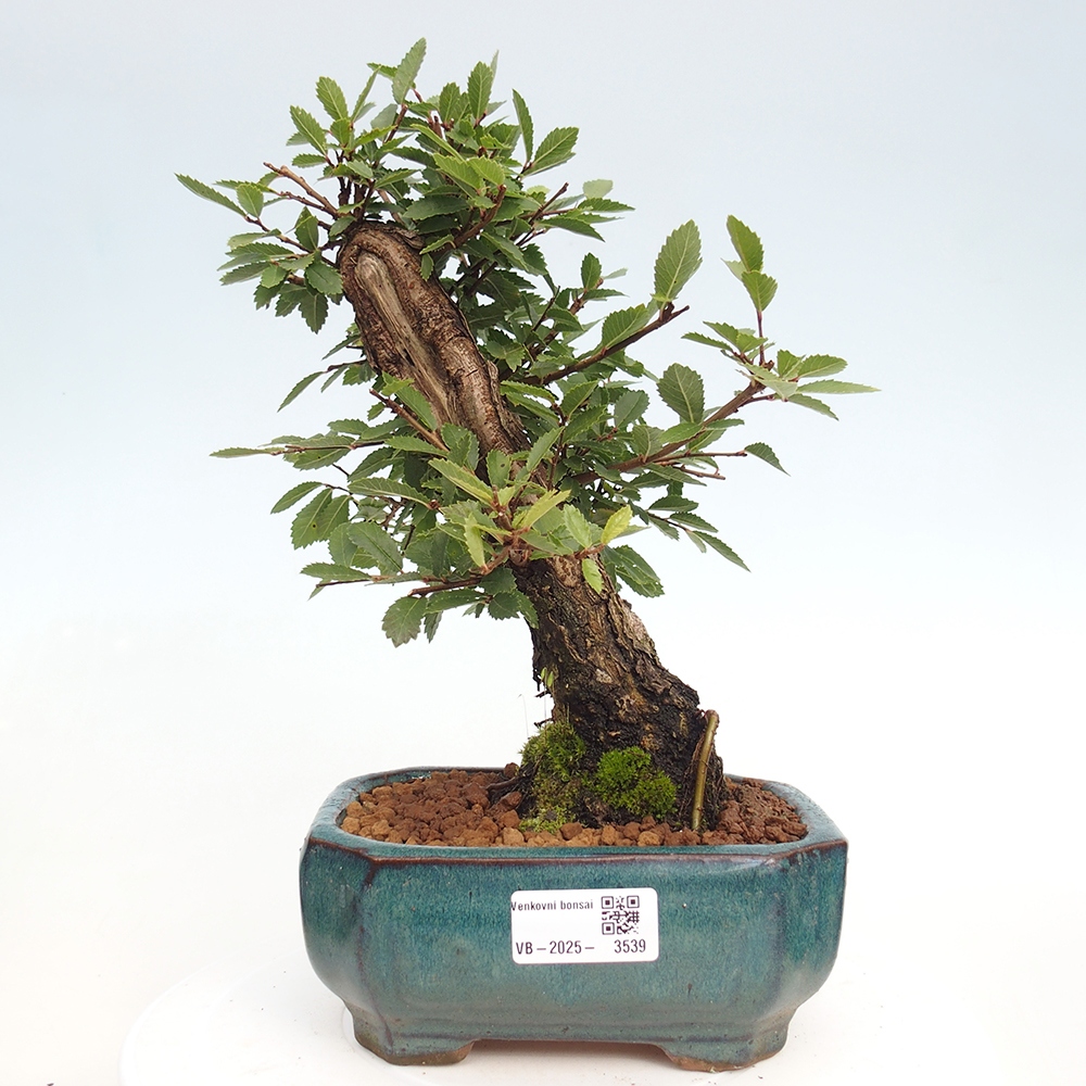 Venkovní bonsai - Zelkova - Zelkova NIRE