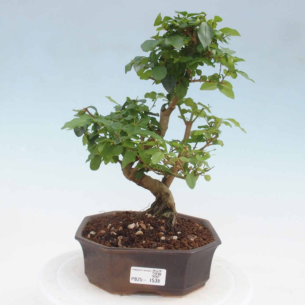 Pokojová bonsai -Ligustrum chinensis - Ptačí zob