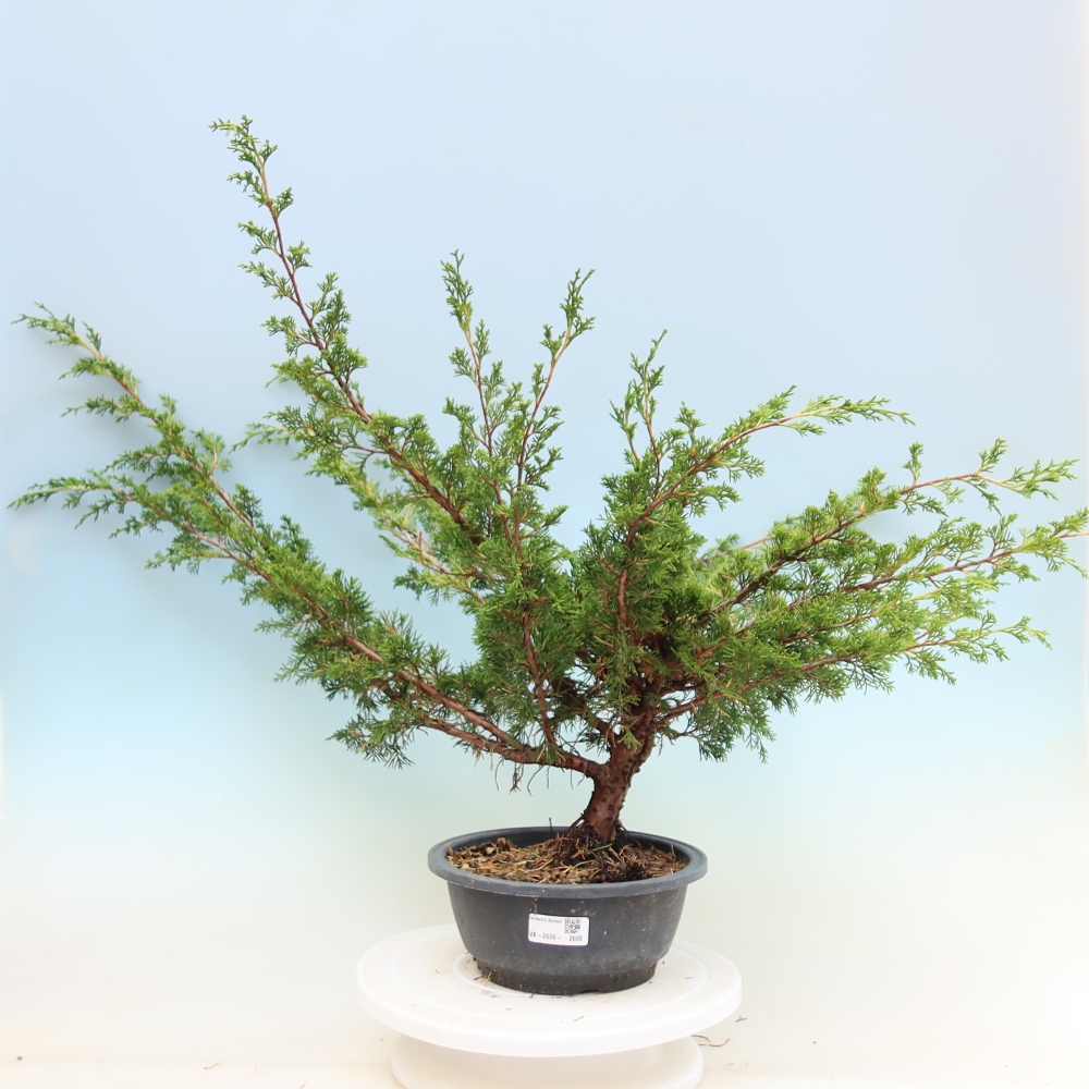 Venkovní bonsai - Juniperus chinensis Itoigawa -Jalovec čínský