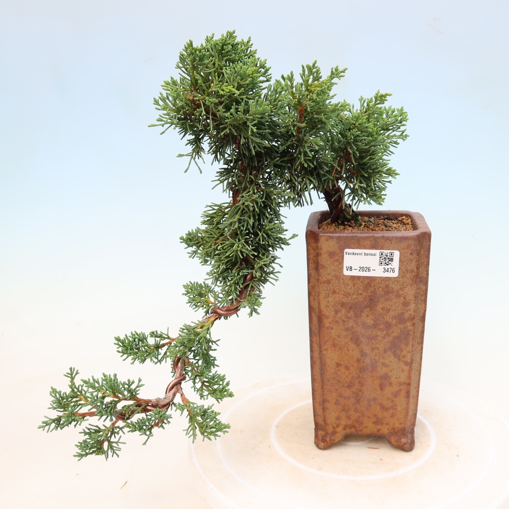 Venkovní bonsai - Juniperus chinensis Kishu -Jalovec čínský