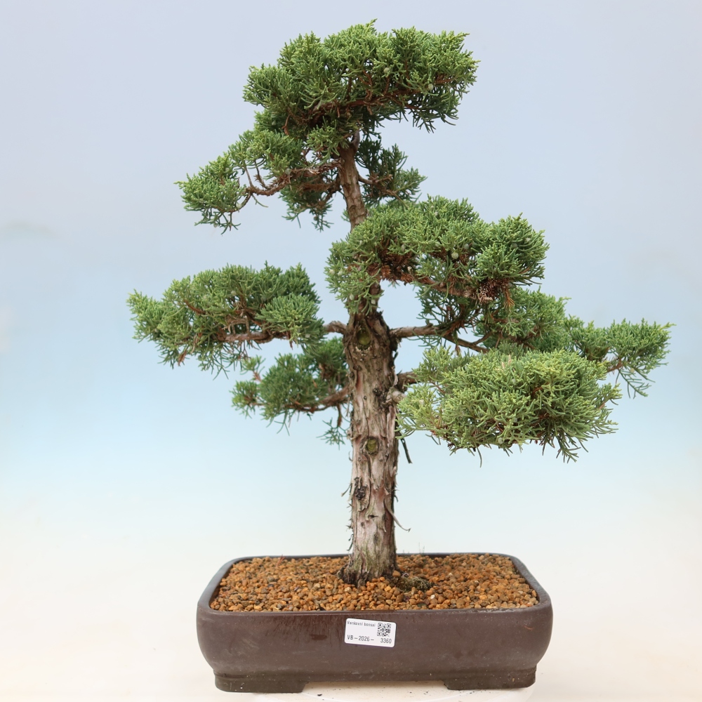 Venkovní bonsai - Juniperus chinensis Kishu -Jalovec čínský