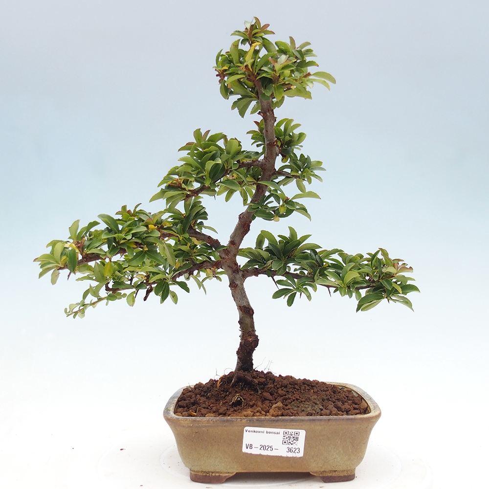 Venkovní bonsai-Pyracanta Teton -Hlohyně