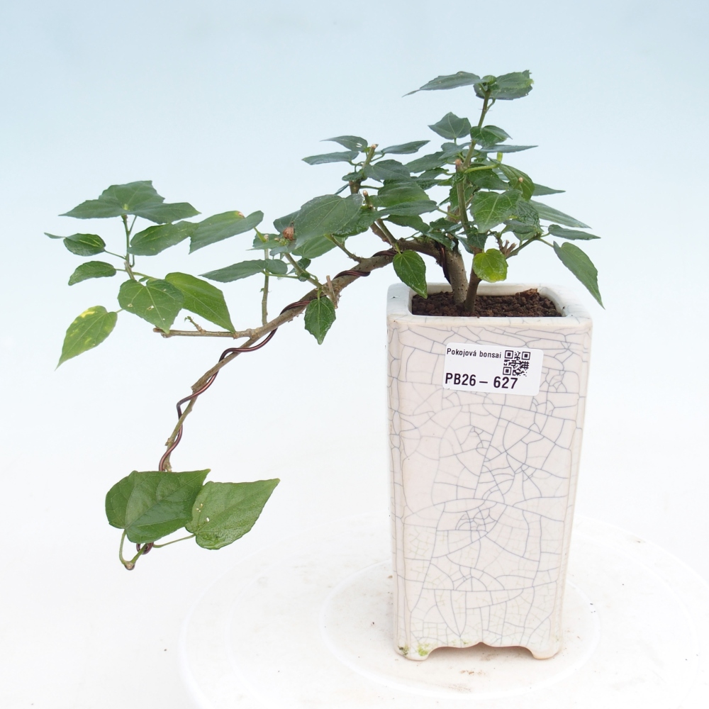 Pokojová bonsai - Malvaviscus arboreus - ibiškovec dřevnatý
