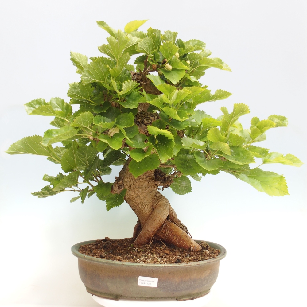 Venkovní bonsai -Morus alba - moruše