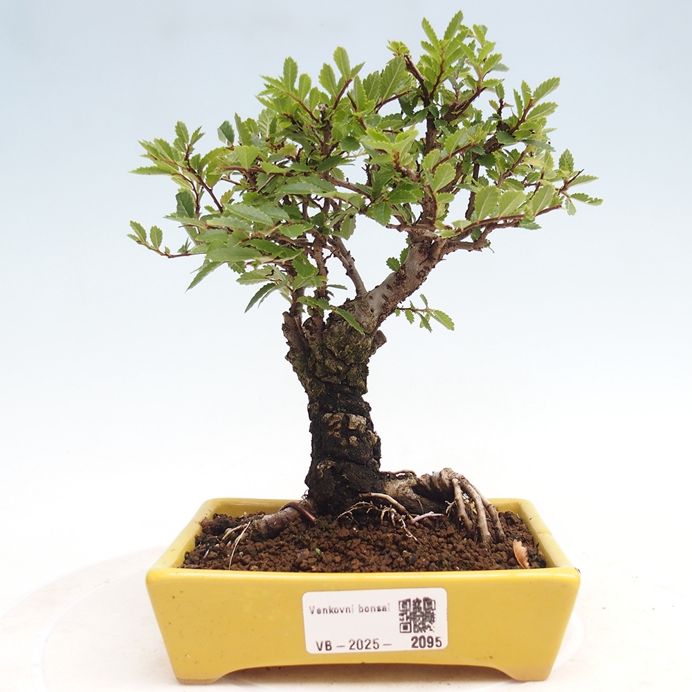Venkovní bonsai - Zelkova - Zelkova NIRE