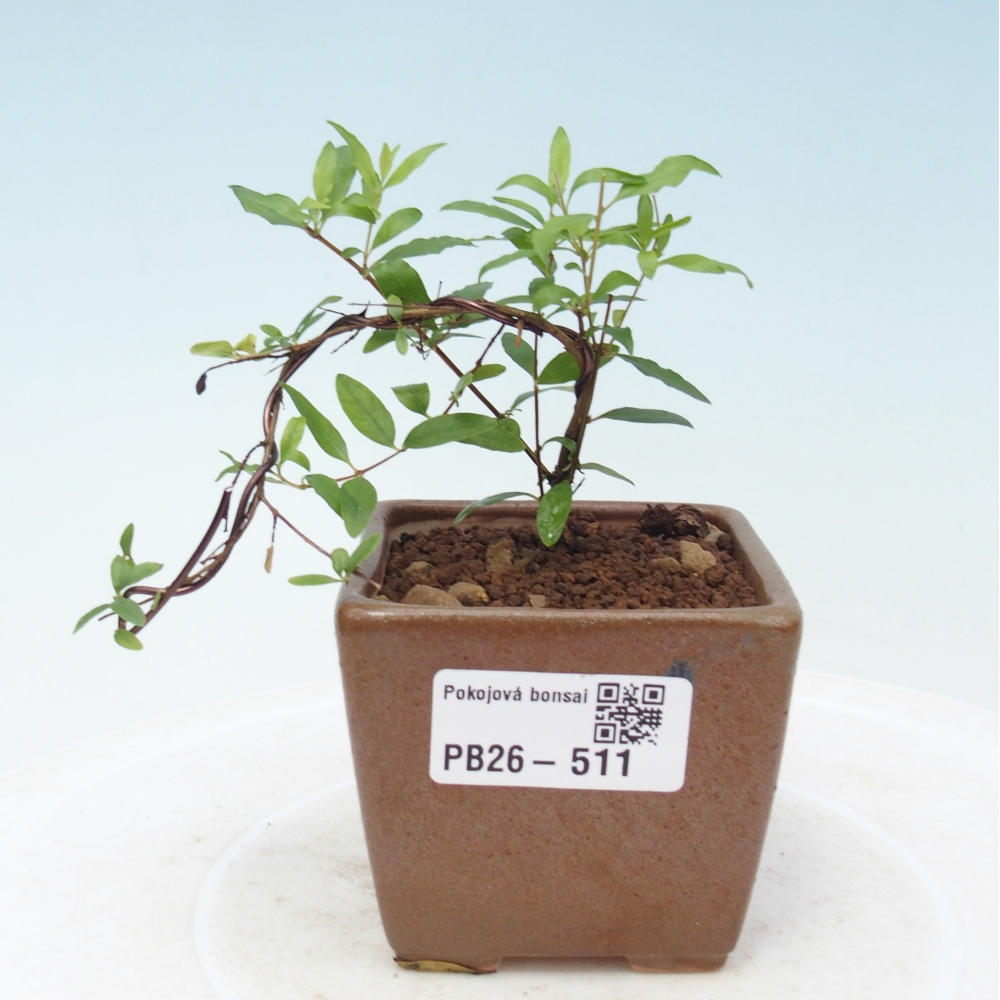 Pokojová bonsai-PUNICA granatum nana-Granátové jablko