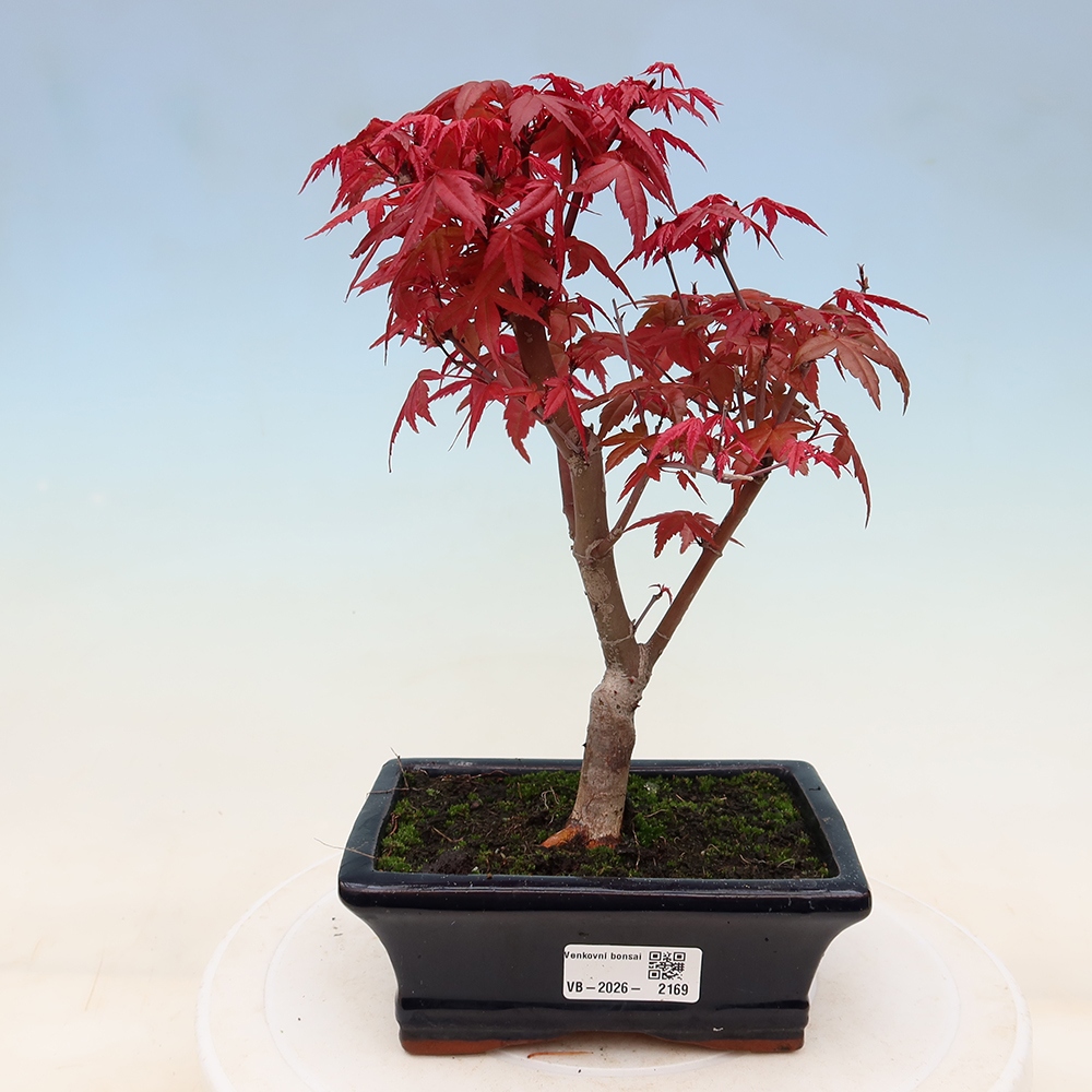 Venkovní bonsai - Javor dlanitolistý - Acer palmatum DESHOJO