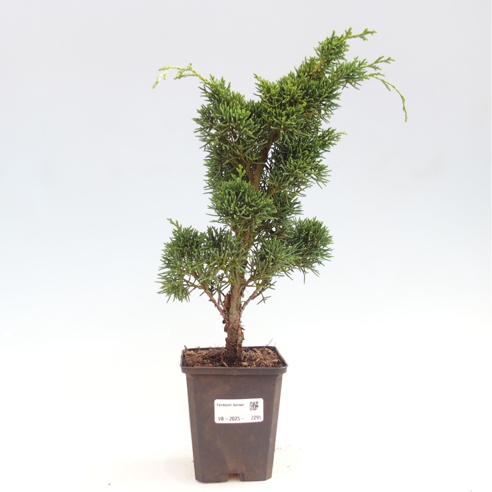 Venkovní bonsai - Juniperus chinensis Kishu -Jalovec čínský