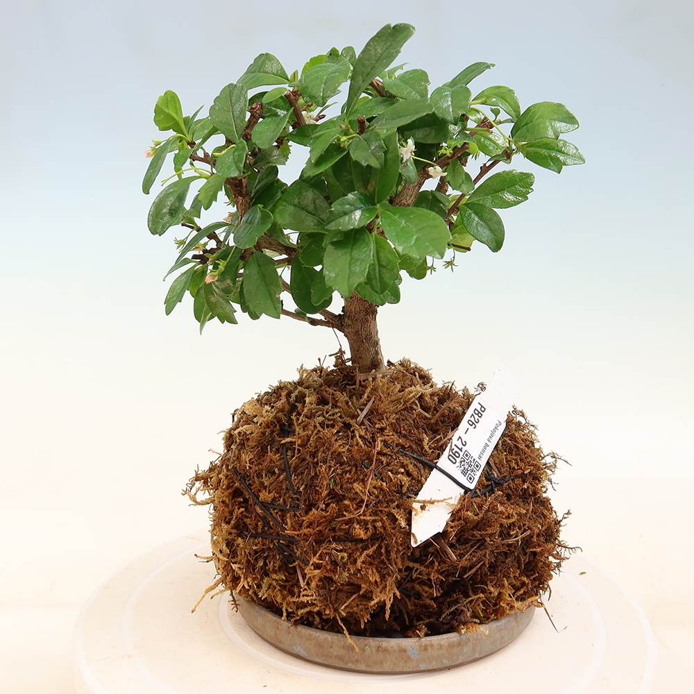 Kokedama s podmiskou - Čaj-fuki - Carmona macrophylla