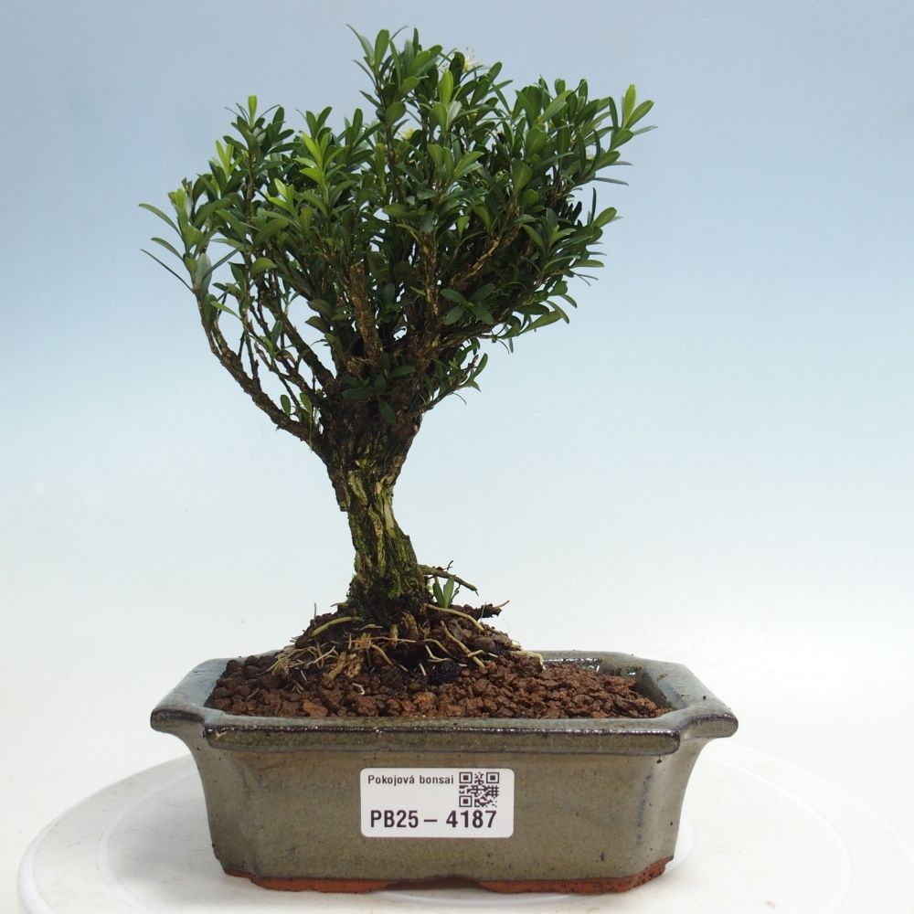 Pokojová bonsai - Buxus harlandii -korkový buxus