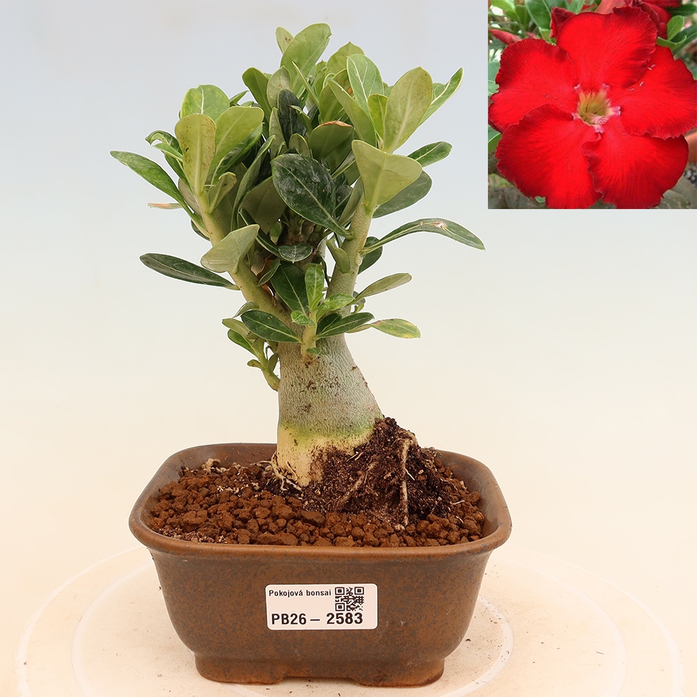 Pokojová bonsai - Adenium obesum Red Star - Pouštní růže