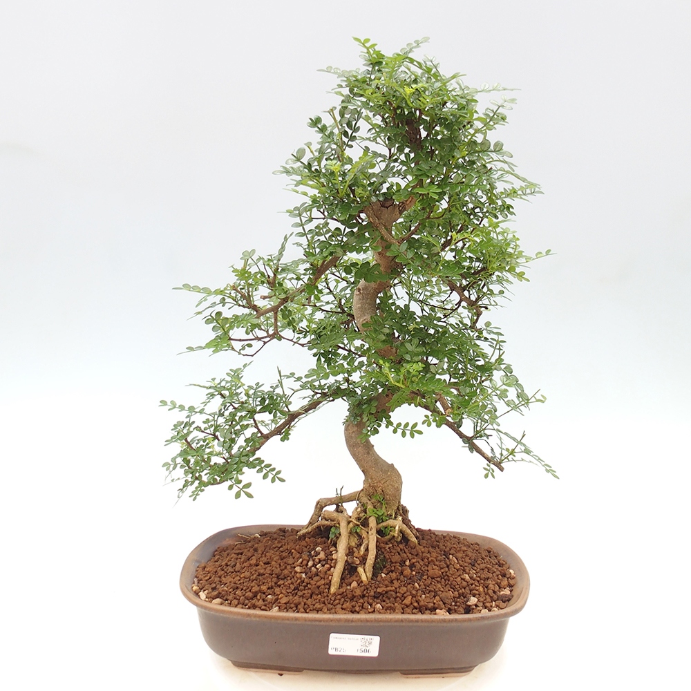Pokojová bonsai - Zantoxylum piperitum - pepřovník
