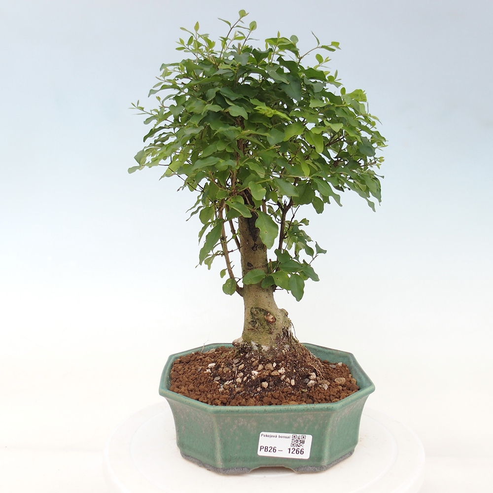 Pokojová bonsai -Ligustrum chinensis - Ptačí zob