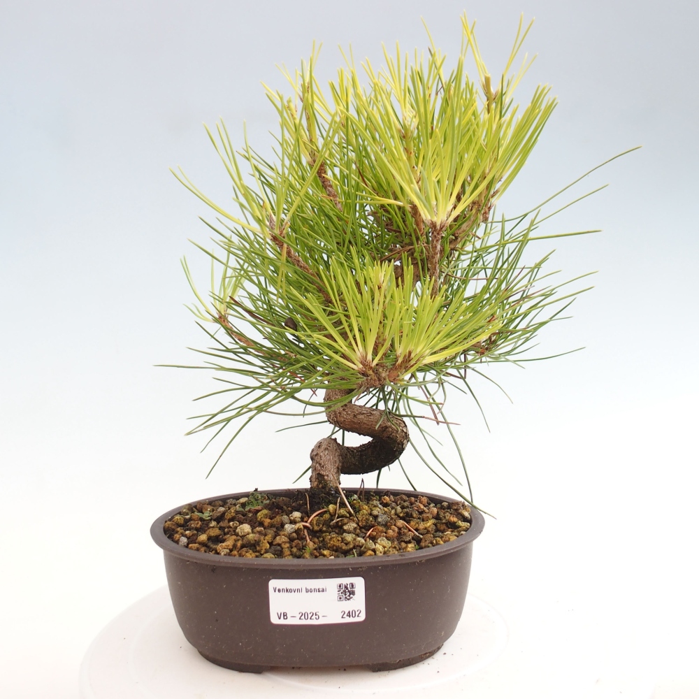 Venkovní bonsai - Pinus thunbergii - Borovice thunbergova