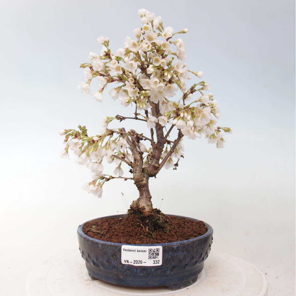 Venkovní bonsai - Prunus incisa Kojou-no mai-Slivoň vyříznutá