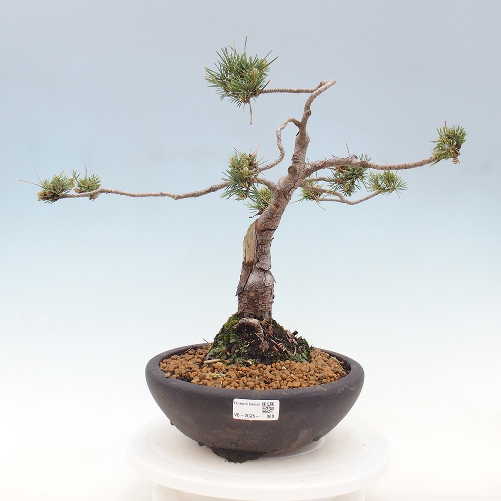 Venkovní bonsai - Pinus Sylvestris Watererri - Borovice lesní