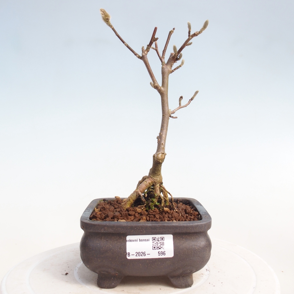 Venkovní bonsai - Magnolia stellata  -  Šácholán hvězdokvětý