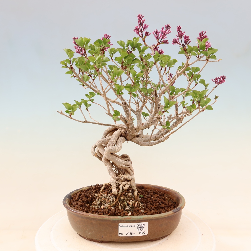 Venkovní  bonsai -  Syringa microphylla - malokvětý šeřík