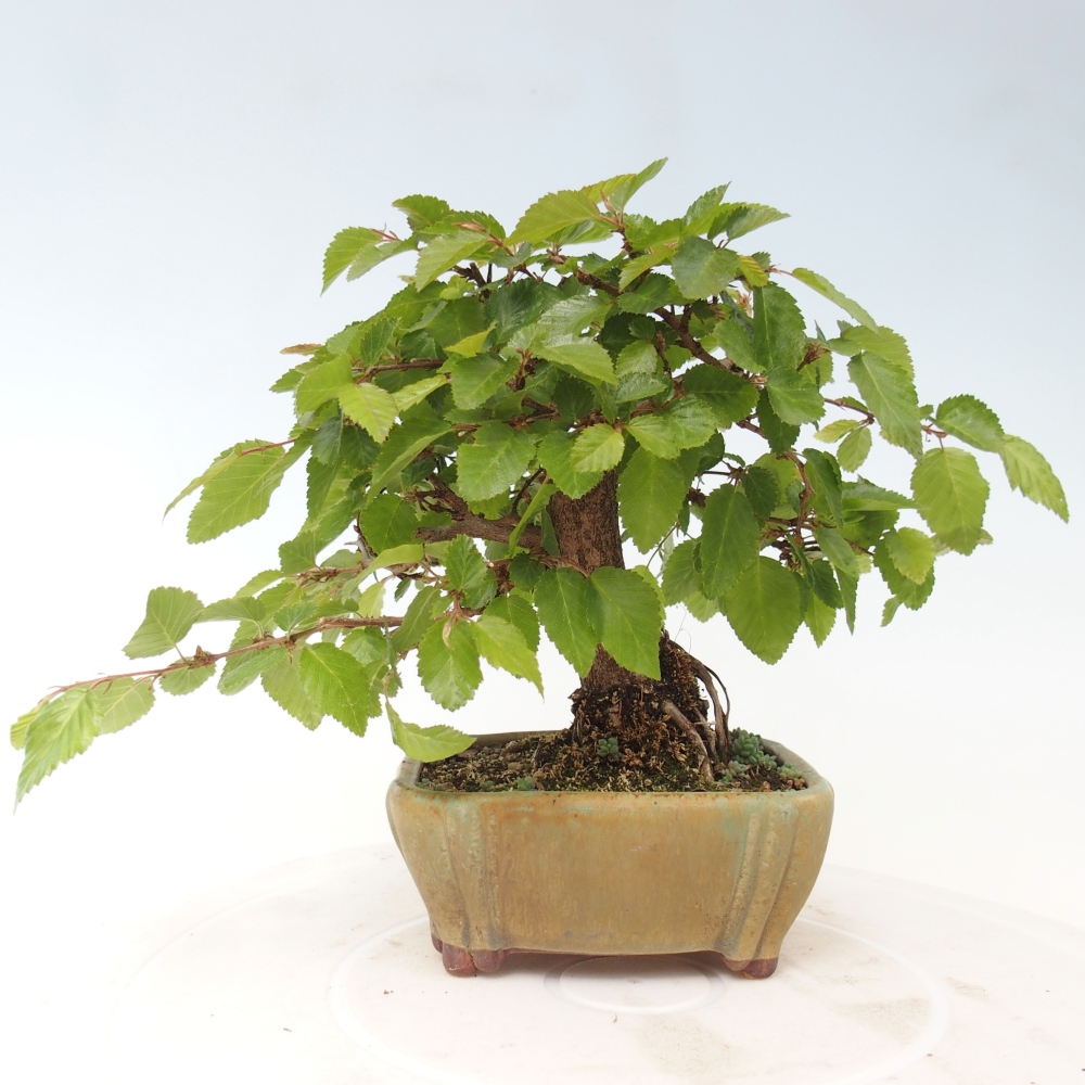 Venkovní bonsai -Carpinus CARPINOIDES - Habr korejský