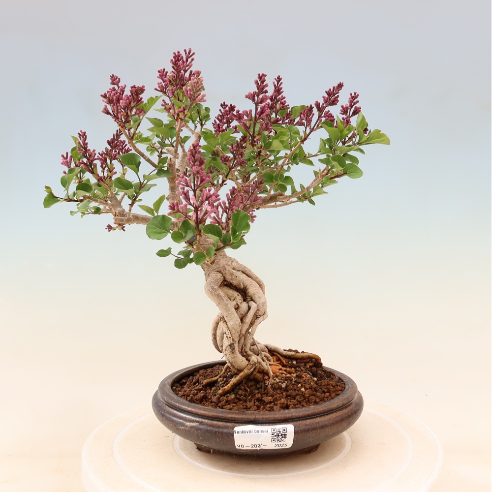 Venkovní  bonsai -  Syringa microphylla - malokvětý šeřík