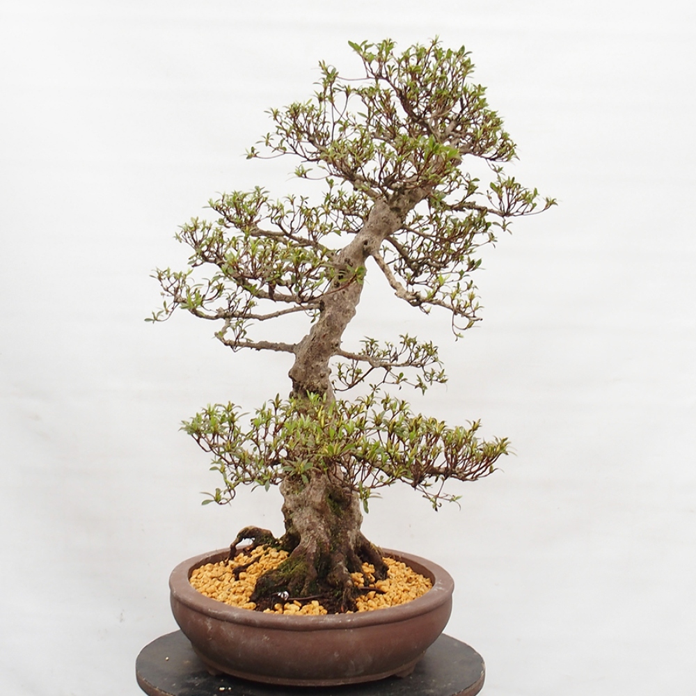 Venkovní bonsai - Japonská azalka - Azalea Satsuki