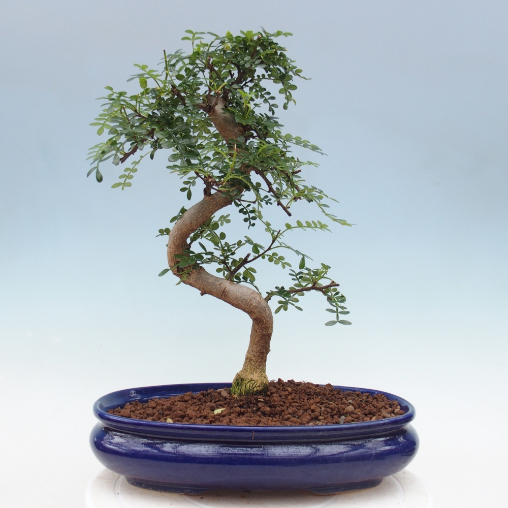 Pokojová bonsai - Zantoxylum piperitum - pepřovník