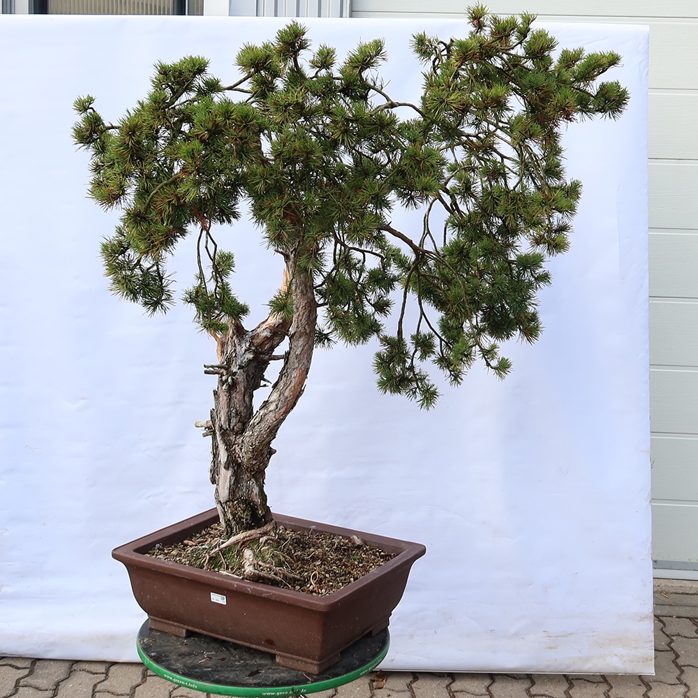 Pinus sylvestris Španělsko - borovice lesní