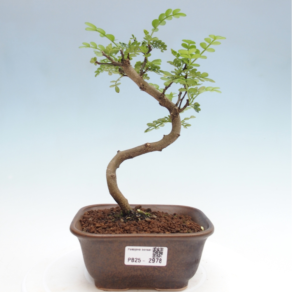 Pokojová bonsai - Zantoxylum piperitum - pepřovník